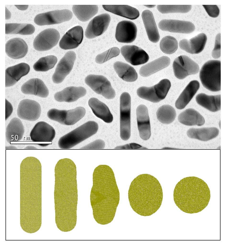 Nano-palitos de oro modificados por medio de pulsos láser ultracortos (arriba) y simulación por ordenador del proceso (abajo)